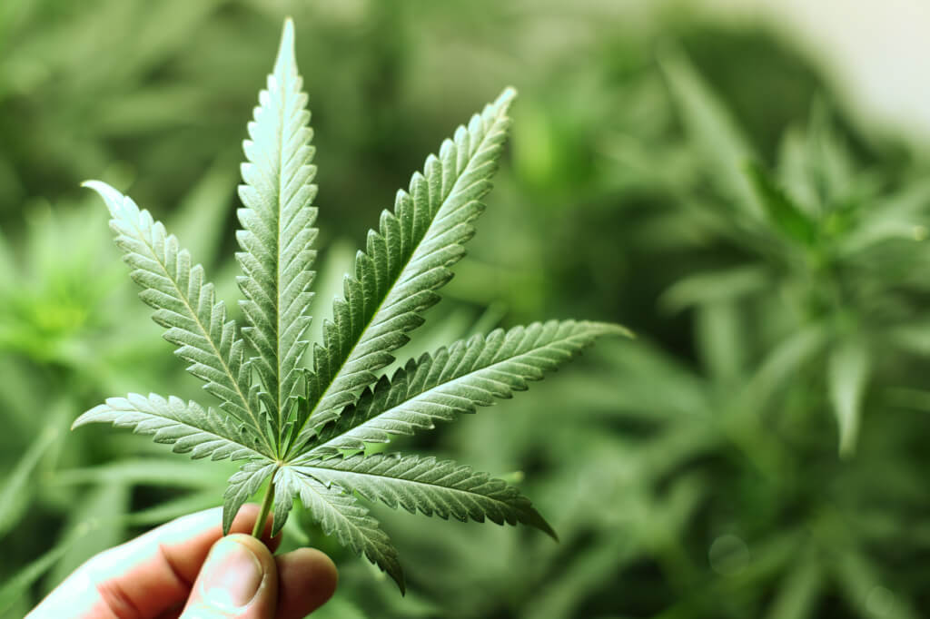Что такое легализацию марихуаны марихуана 32