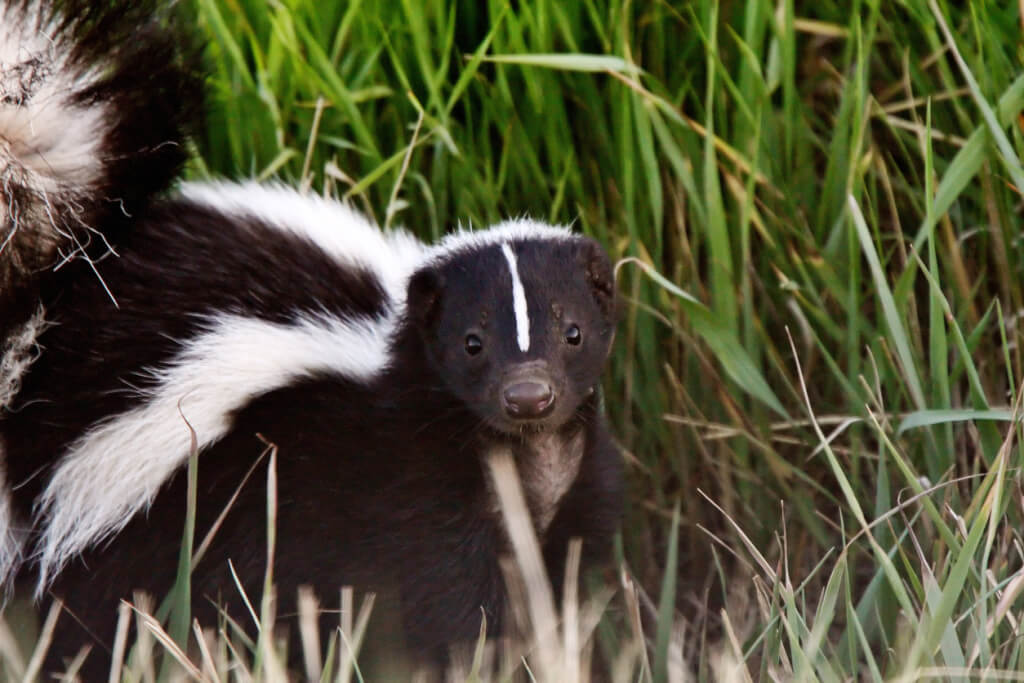 Skunks in New York what to do if this animal snuck into your yard or house