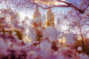 Cherry Blossoms Central Park