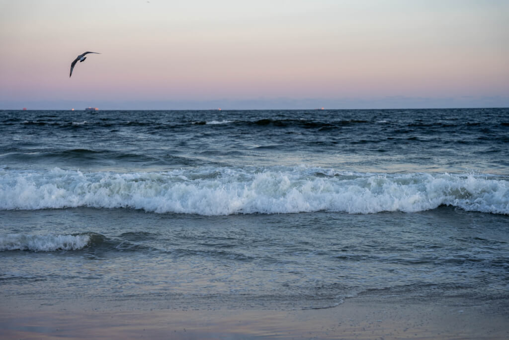 Seagull in flight over ocean at sunset, 
Rockaway Beach - Queens,