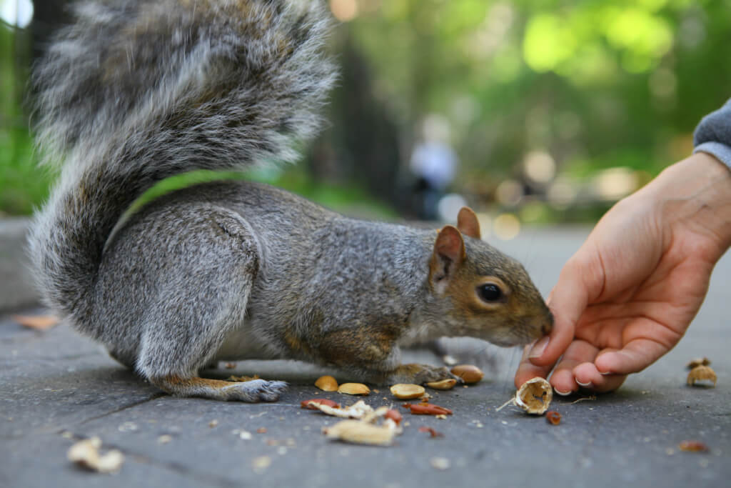 Curious squirrel with nut in Central Park, New York City 