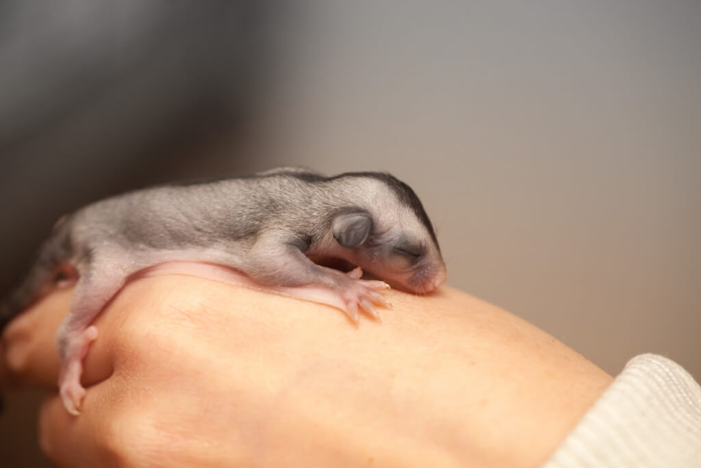 Arboreal gliding possum lays on hand