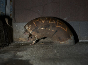 Two rats peek their heads out of a hiding place.