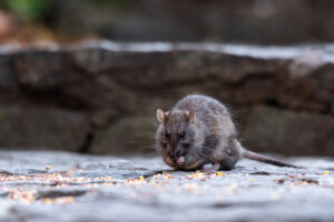 A rat eating seeds