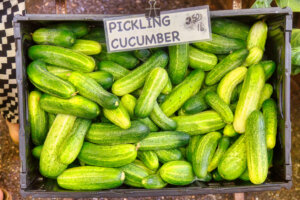 green Pickling cucumbers at the farmer's market