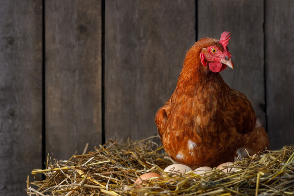 hen hatching eggs in nest of straw inside chicken coop