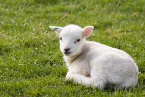Spring lamb resting in field