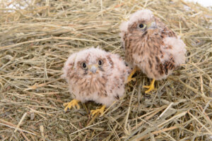 young falcon bird
