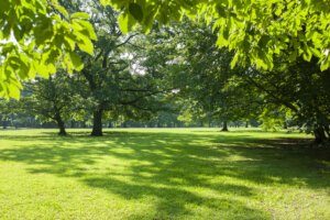 Green park trees and lawn