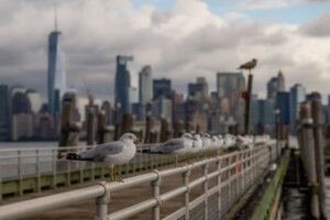 Pier at the Liberty Island with seagulls and downtown of Manhattan in the background.
