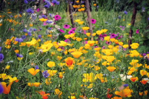 Eschscholzia californica, Californian poppies growing in a wildflower meadow
