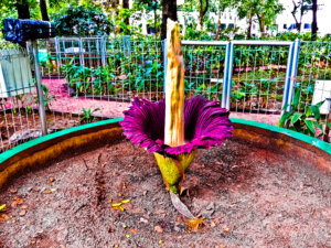 В ботсаду Нью-Йорка вот-вот расцветёт самый вонючий цветок в мире